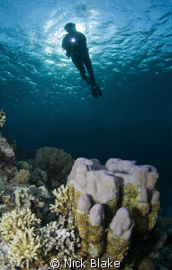 Diver over Reef, St Johns, Red Sea. by Nick Blake 